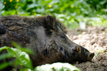 Wildschwein, Sus scrofa
