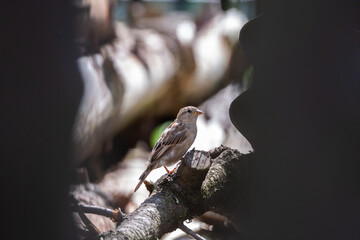 House Sparrow Passer Domesticus female perched on a wooden trunk