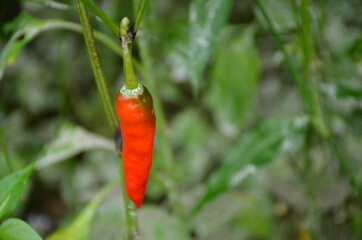the red ripe chilly with leaves and plant in the garden.