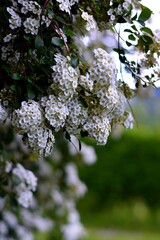 white perennial wild flowers on green blurry background