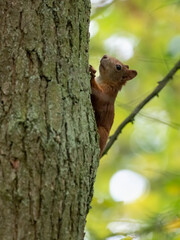 Eichhörnchen, Eichkater, Sciurus vulgaris