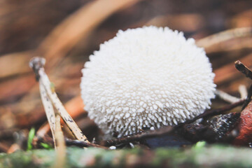 White balls of raincoat mushroom in pine needles.