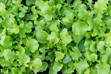 Background of fresh green lettuce leaves close-up. Texture of healthy lifestyle background. Salad top view