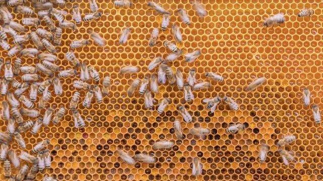 Bees working on honey cells in beehive. Close up macro. Swarm on frame from hive top view timelapse