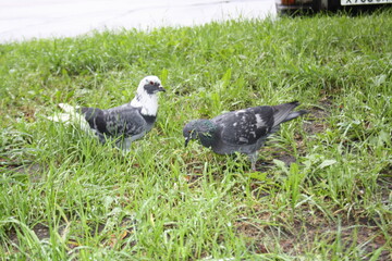 pigeons on the grass