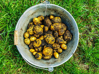 Kartoffelernte, neue Kartoffeln, in Eimern gepflanzt