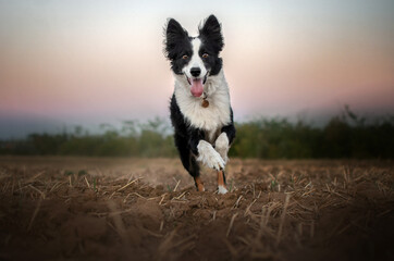 Naklejka na ściany i meble border collie dog lovely portrait walk the dog at sunset beautiful nature happy pet 