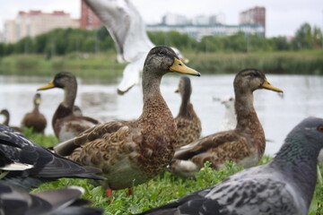 pigeons and ducks near the city pond