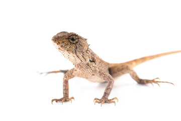 thai chameleon lizard, an isolated white background
