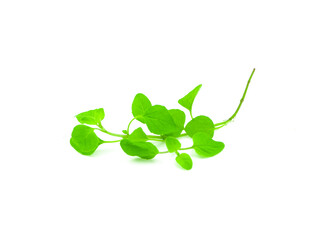 watercress isolated on white background