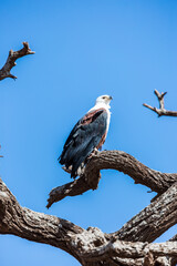 Bald eagle observes the surroundings