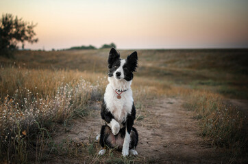 Naklejka na ściany i meble border collie dog lovely portrait walk the dog at sunset beautiful nature happy pet 
