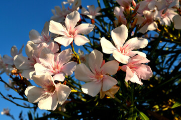 Closeup of a beautiful oleander white flowers