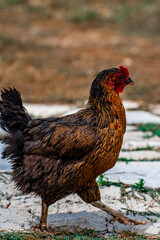 Close-up portrait of brown cock in the organic domestic farm. Rooster detail.