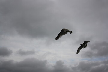 seagulls fly over the city pond