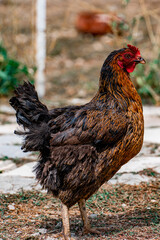 Close-up portrait of brown cock in the organic domestic farm. Rooster detail.