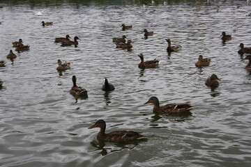 ducks and seagulls on the pond