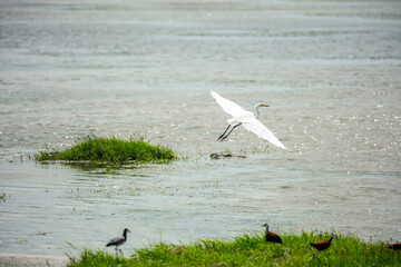 Great egret flies over a lake