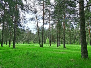 Fototapeta premium forest landscape in the morning