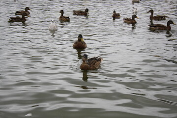 ducks and seagulls on the pond