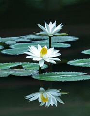white lotus flower in the pond