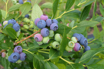 Delicious and healthy blueberries on the bush of a plantation