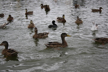 ducks and seagulls on the pond