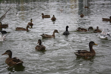 ducks and seagulls on the pond