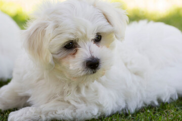 WHITE DOG PUPPY