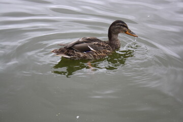 duck swims in the pond close up