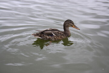 duck swims in the pond close up