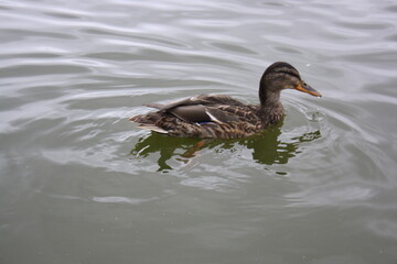 duck on the lake