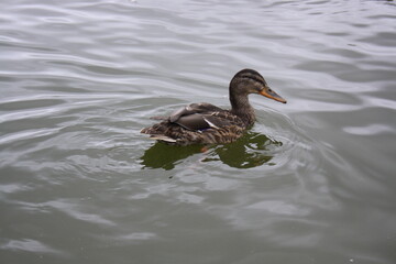 duck on the water