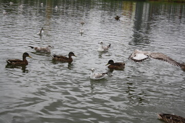 ducks and seagulls on the pond