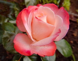 Russia. Mountain Shoria. Flower of shrub roses at their summer cottage.