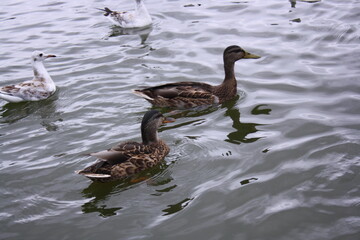 ducks on the water