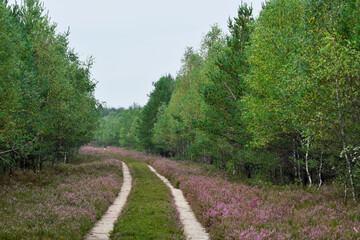 Fototapeta na wymiar Borne Sulinowo, Northwest Poland August 29, 2020. The Kłomińskie heaths are the largest cluster of heathers in Poland and one of the largest in Europe. They are located on the site of the former milit