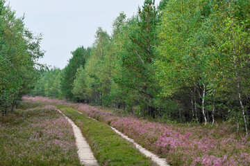 Fototapeta na wymiar Borne Sulinowo, Northwest Poland August 29, 2020. The Kłomińskie heaths are the largest cluster of heathers in Poland and one of the largest in Europe. They are located on the site of the former milit