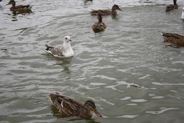 ducks and seagulls on the pond