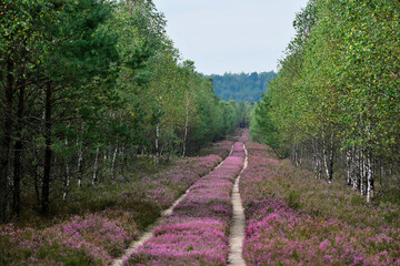 Borne Sulinowo, Northwest Poland August 29, 2020. The Kłomińskie heaths are the largest cluster...