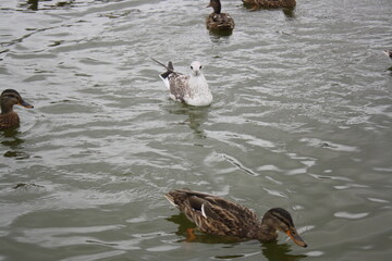 ducks and seagulls on the pond