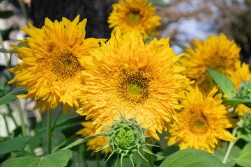 image of sunflowers in the field close-up