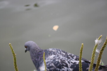 pigeon near the city pond close up