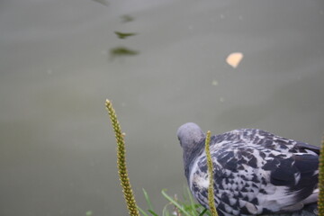 pigeon near the city pond close up