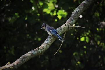 bird on a tree branch
