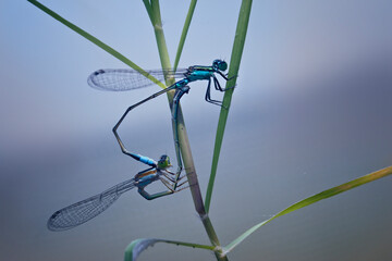 a pair of dragonflies making love on the grass