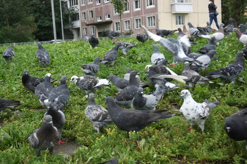 pigeons in the city