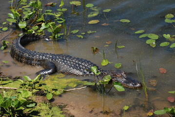Large Alligator Full Body Swimming in Swamp Surrounded by Plants and Water