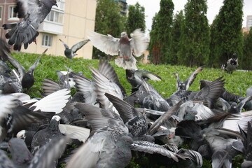 flock of pigeons