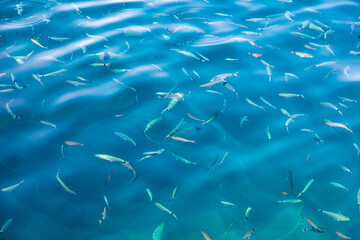 Obraz premium Fish in the blue water of the sea as a background
